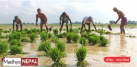 मधेशमा धान रोपाइँ सबैभन्दा सुस्त, असारको तेस्रो सातासम्म १५ प्रतिशत मात्र